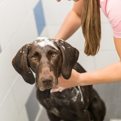 TRIXIE Neutral-Shampoo für Hunde, Inhalt: 1 l
