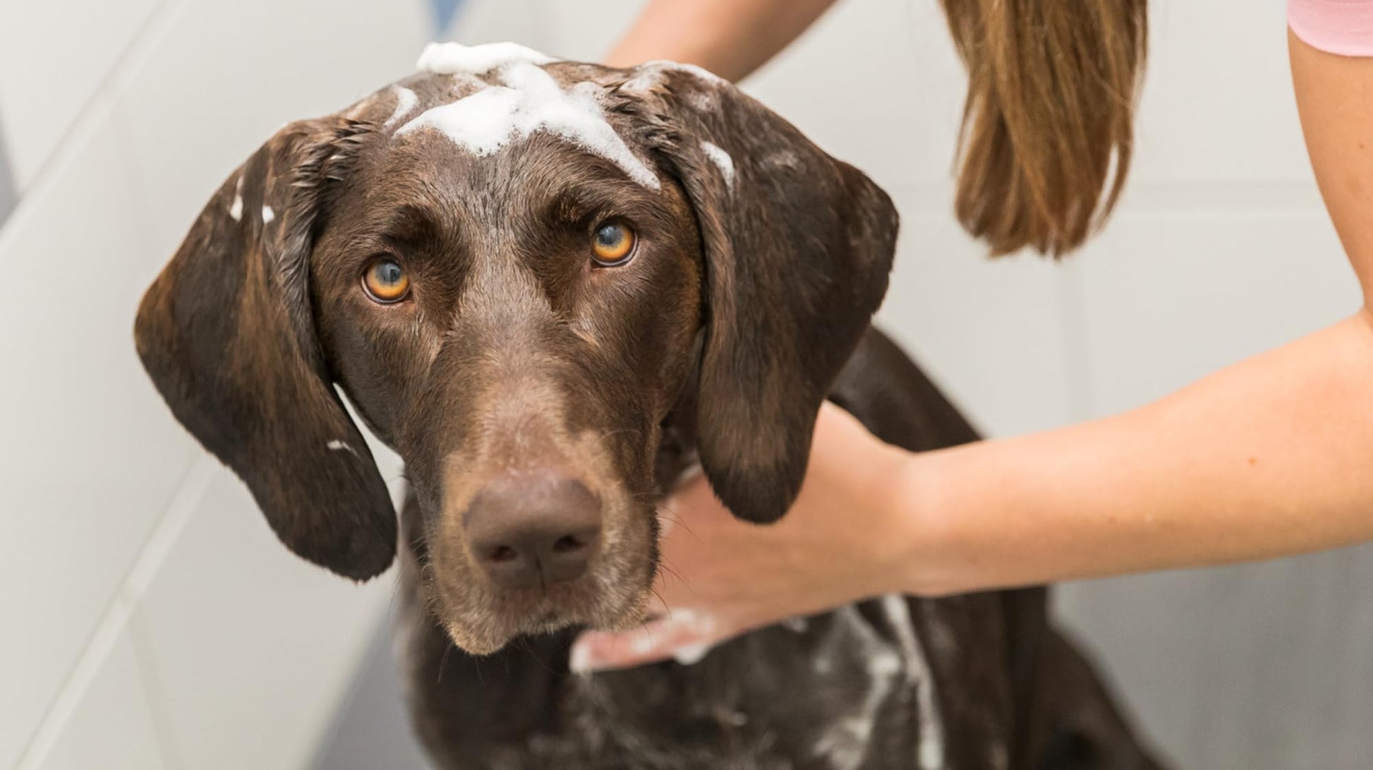 Dog being bathed with soap suds on a white background