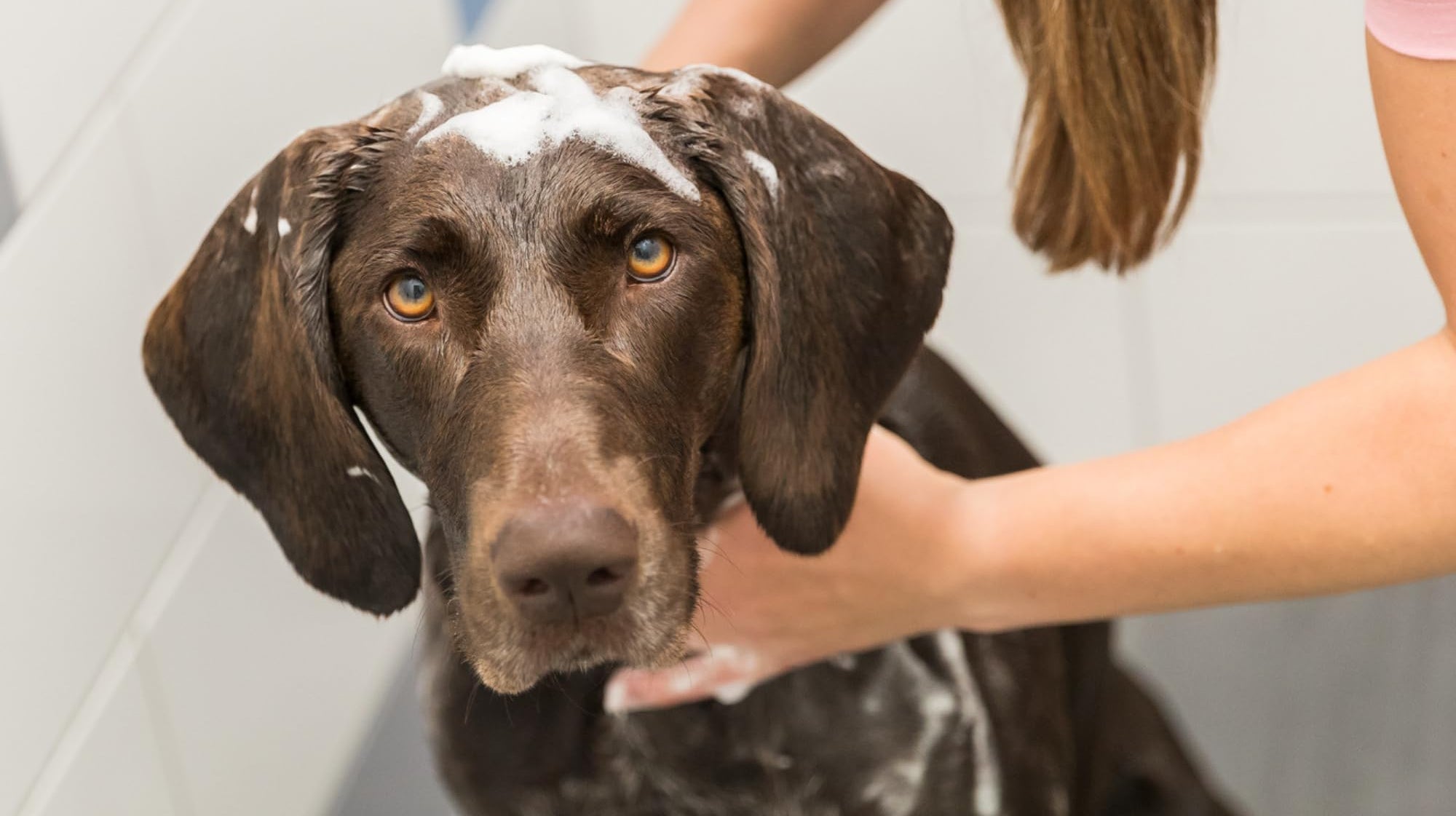 Dog being bathed with soap suds on a white background